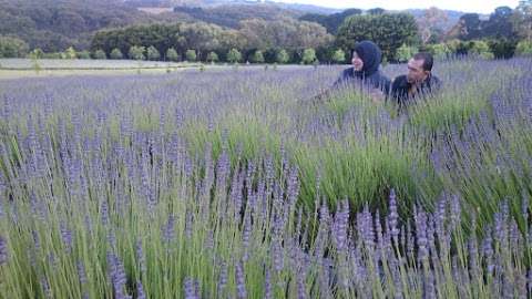 Photo: Red Hill Lavender Farm & Distillery